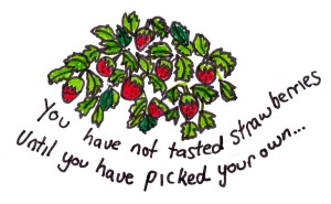 strawberries