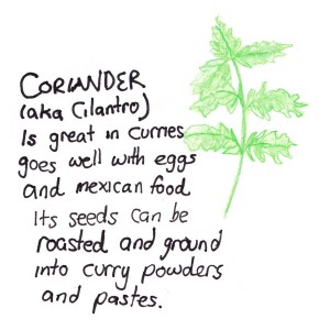 coriander